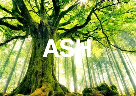 The Characteristics And Symbolism Of The Ash Tree