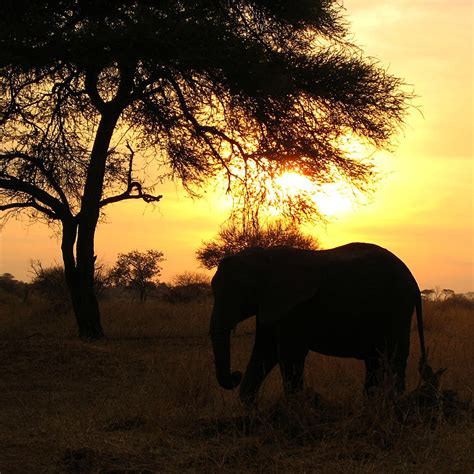 Elephant at sunset on safari | Elephant at Sunset on Safari … | Flickr