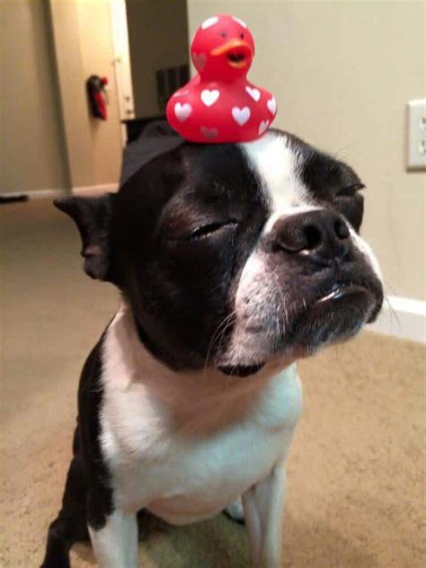 Finding the right kind of food is incredibly essential for a growing puppy and can be a difficult challenge. Pin by 4MyBoys21 on ♥ BOSTON LOVE ♥ | Boston bull terrier, Boston terrier, Boston terrier funny