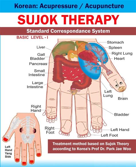 Sujok Therapy Training Center And Clinic In Kolkata Sujok Products Online