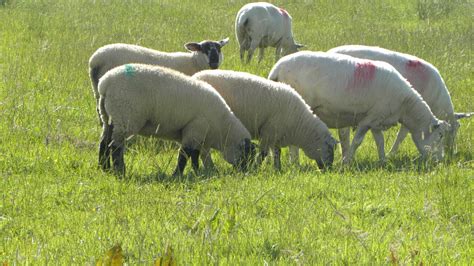 Top Sheep Farmers Rearing 14 Lambsha Teagasc Agrilandie