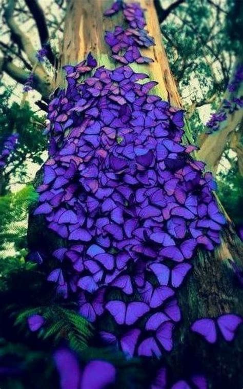 Amazing Violet Butterlies During Migration Beautiful Bugs Beautiful