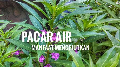 Bunga pacar air tumpuk adalah tanaman tahunan yang akan tumbuh di sebagian besar wilayah terlepas dari iklim setempat. Lagi Viral !! Manfaat Bunga Pacar Air Untuk Kesehatan ...