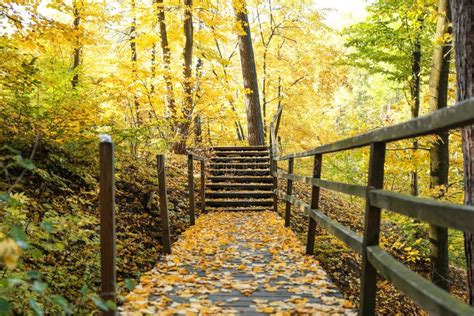 Wooden Bridge With Autumn Leaves In Park Stock Photo Image Of View