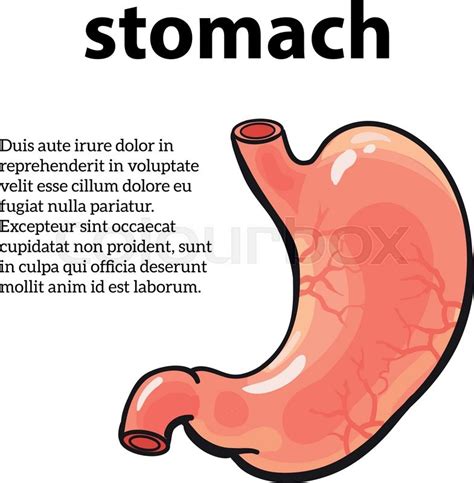 Image Of The Stomach Vector Sketch Stock Vector Colourbox