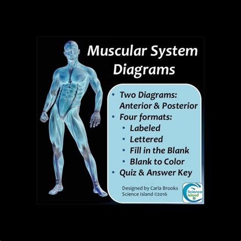 Muscular System Diagrams Science Island