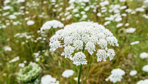 Queen Anne S Lace Plant Streamingcommunityhd
