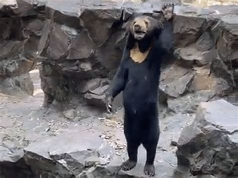 Sun Bear Standing China Zoo Denies Its Sun Bears Are Humans In