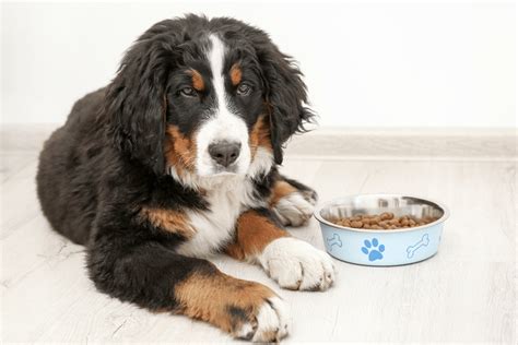 They have the initiative to create. 5 Best Dog Foods for Bernese Mountain Dogs (Reviews ...