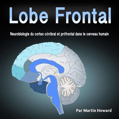Lobe Frontal Neurobiologie Du Cortex Cérébral Et Préfrontal Dans Le