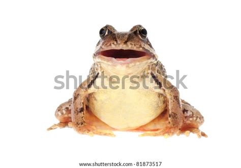 Common European Frog Rana Temporaria Open Stock Photo Edit Now 81873517