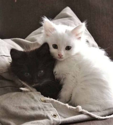 Not Just One Little Cutie But Two How Delightful Kittens