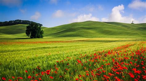 Beautiful Hills Meadow Landscape Trees Poppies Summer Wallpaper