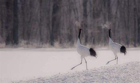The Distinctions Between Cranes Herons And Storks All The Differences