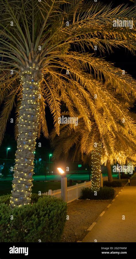 A Beautiful Lit Up Palm Tree In The Night Palm Tree Decorated With