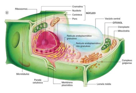 Células Vegetales Descubre Sus Caracteristicas Tipos Y Funcoines
