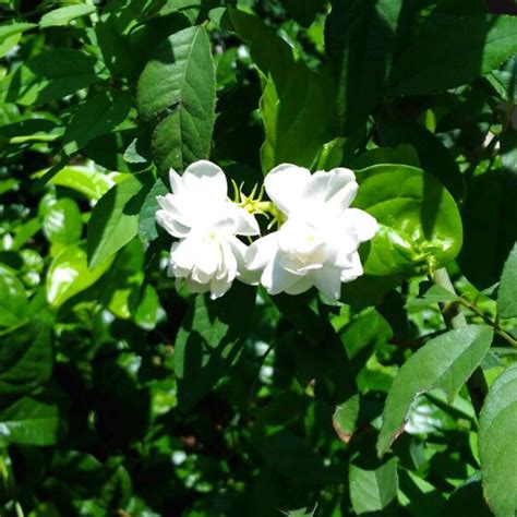 Layered Jasmine Adukku Malli Santhi Online Plants Nursery