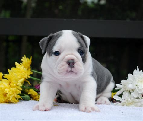 Home for the best english bulldog puppies get your pups at affordable prices including available puppies, shipment details, about and more. Olde English Bulldogge Breeders and Kennels, Olde English ...