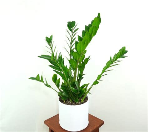 Extra Large Zz Plant Zamioculcas Zamiifolia Live House Plant Easy