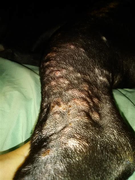 My Dog Has Visible White Bumps On The Back Legs And Once There Pretty