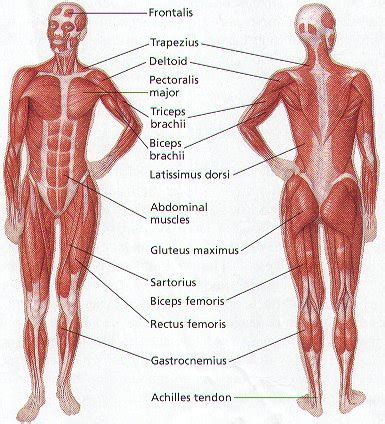 Human body muscular system anatomy poster set laminated. How does the human muscular system function? | Science Facts