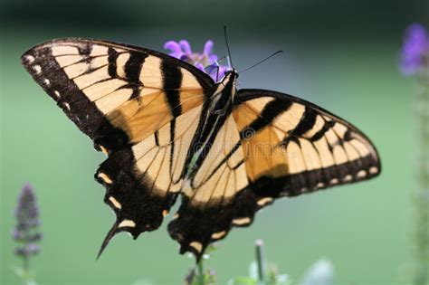 Farfalla Di Swallowtail Della Tigre Sui Fiori Dentellare Immagine Stock