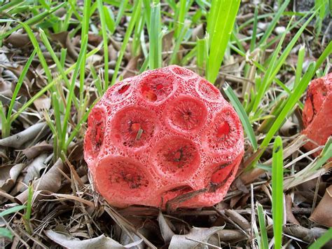 Strange Red Mushrooms Pods Found In Florida Mushroom Hunting And