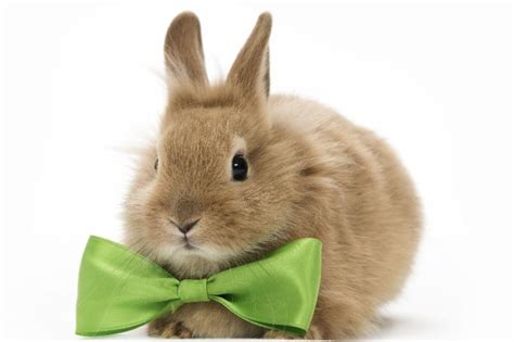 The easter bunny is a rabbit who delivers eggs to people (primarily in north america and certain parts of europe) on easter. Hermon Dog Park - Northeast LA's Favorite Dog Park