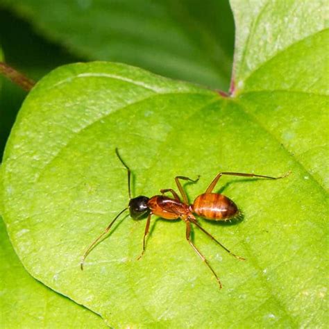 Investigate Argentine Ant Pointe Pest Control