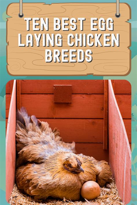 laying chickens breeds best egg laying chickens raising backyard chickens diy chicken coop