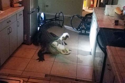 11ft Alligator Breaks Into Florida Home Gets Into Womans Wine Stash