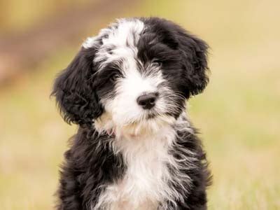 Beagles are generally black, tan and white. Medium Dog Breeds List - List of Medium Sized Dogs
