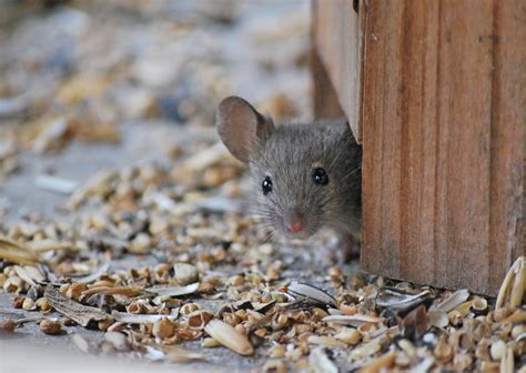 Mäuse im haus erfolgreich loswerden. Haus Maus Foto & Bild | tiere, natur Bilder auf fotocommunity