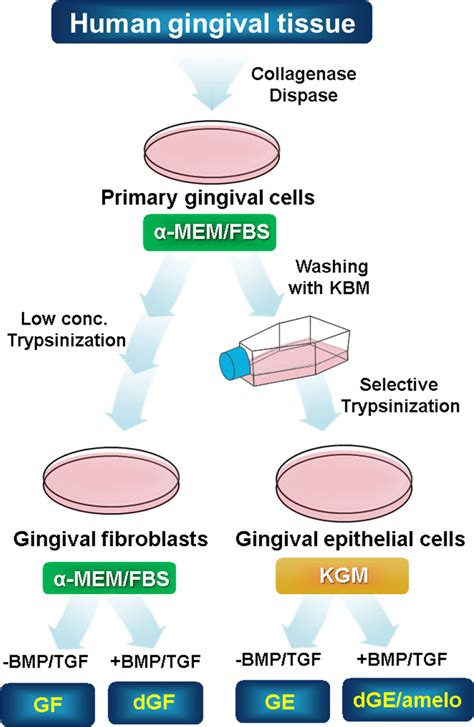 Flow Chart Of Cell Culture Human Gingival Epithelium Progenitors