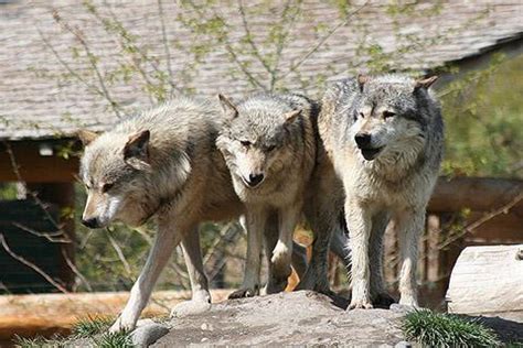 With art, history, fashion, cuisine, modernness all blended together, it definitely tops the list of top 10 places to go before you die. Wolf - the reappearance of wolves in the wildlife of France