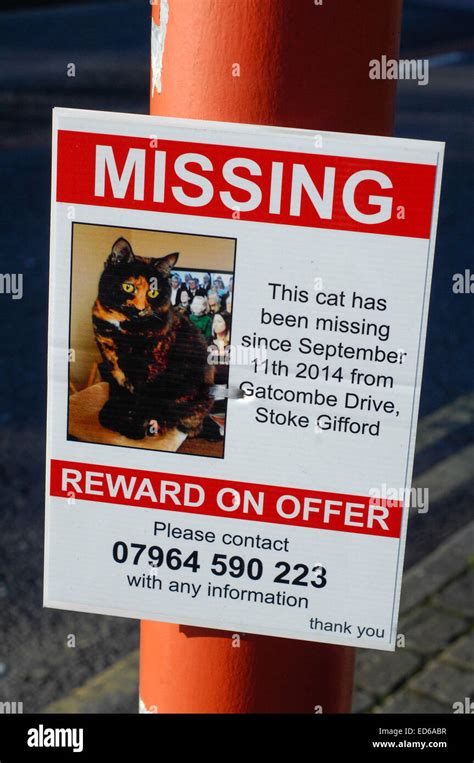 Missing Cat Poster Template Free