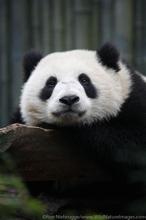 Panda At The San Diego Zoo San Diego California Photos By Ron