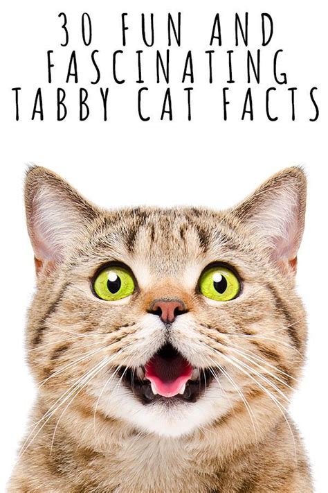 Tabby Cat Facts 30 Fun And Fascinating Facts For Tabby Kitten Owners