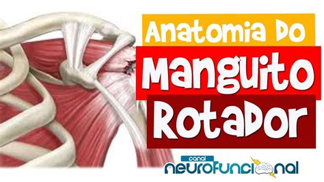 Anatomia Do Manguito Rotador Origem Inserção E Ação Rogério Souza