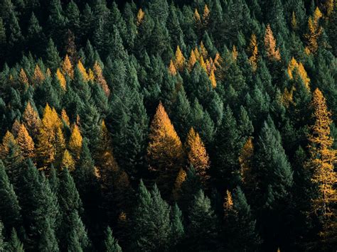 Download Wallpaper 1600x1200 Forest Coniferous Aerial View Trees
