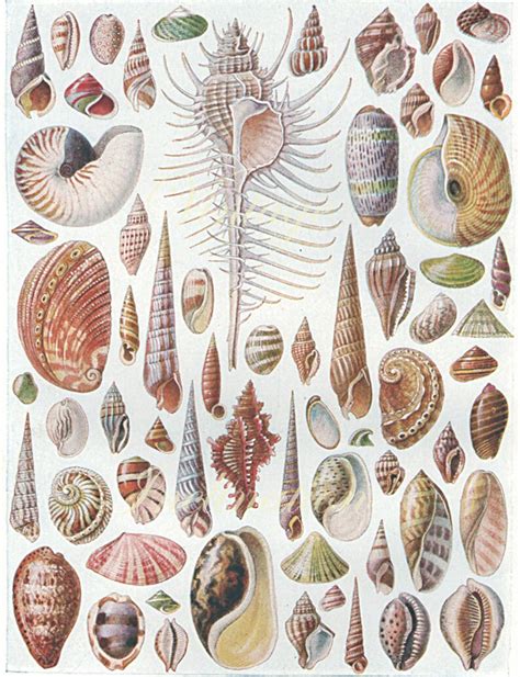 Vintage Sea Shells Print 1920 1180 Antique Lithograph Etsy