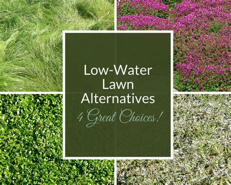 Ground Cover Options Besides Grass Ground Cover And Shrubs