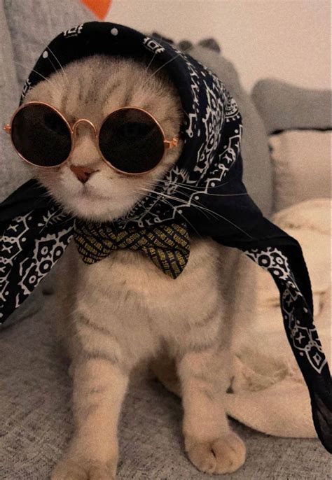 Download Cute Cat Sunglasses Profile Picture Wallpaper