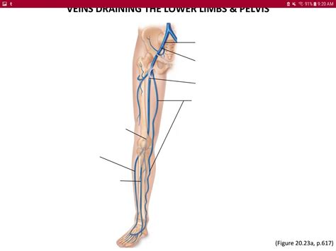 Veins Of The Leg Diagram Quizlet