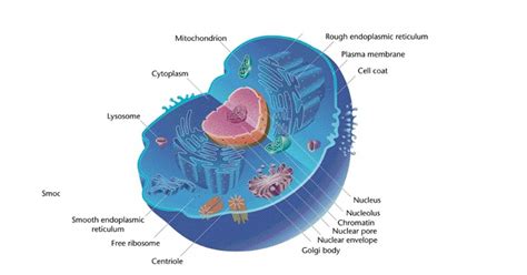 Las Diferencias Entre Célula Eucariota Y Célula Procariota