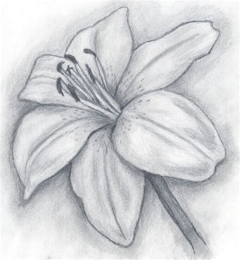 Lily Pencil Drawing Pictures Images And Photos On Photobucket Pencil