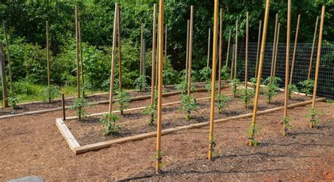 How To Build Strong Tomato Stakes