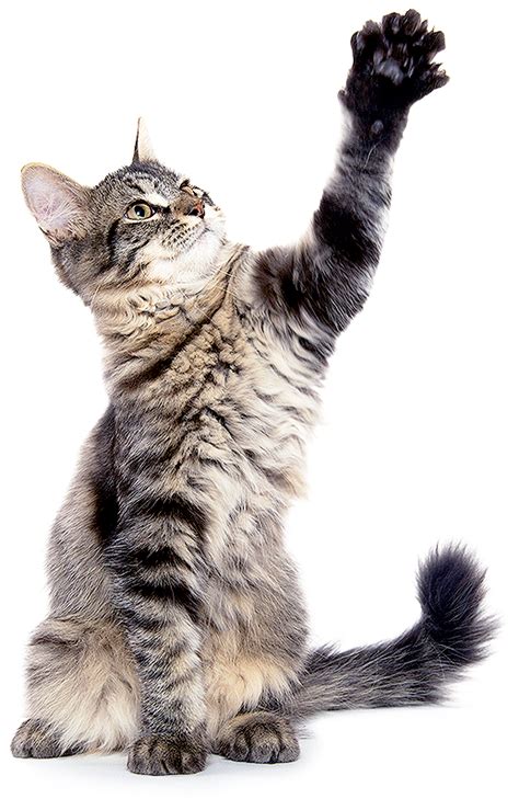 I took my cat to the vet for a uti. Cat Spay Whittier | Best Cat Neuter Clinic Whittiner