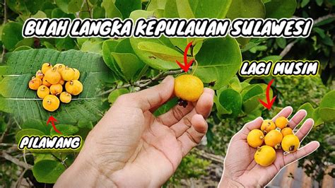 Berpetualang Naik Gunung Buat Cari Buah Unik Langka Di Pulau Sulawesi