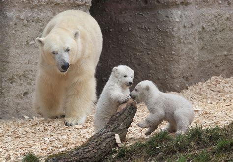 Twin Polar Bear Cubs Make Debut Cbs News